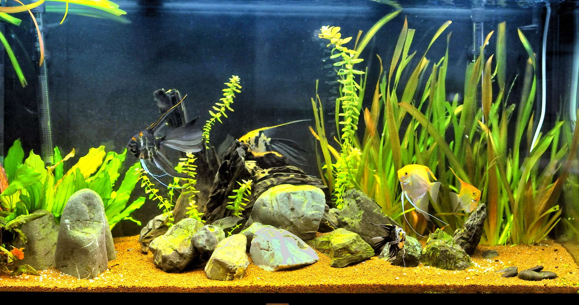 how many angelfish in a 75 gallon tank