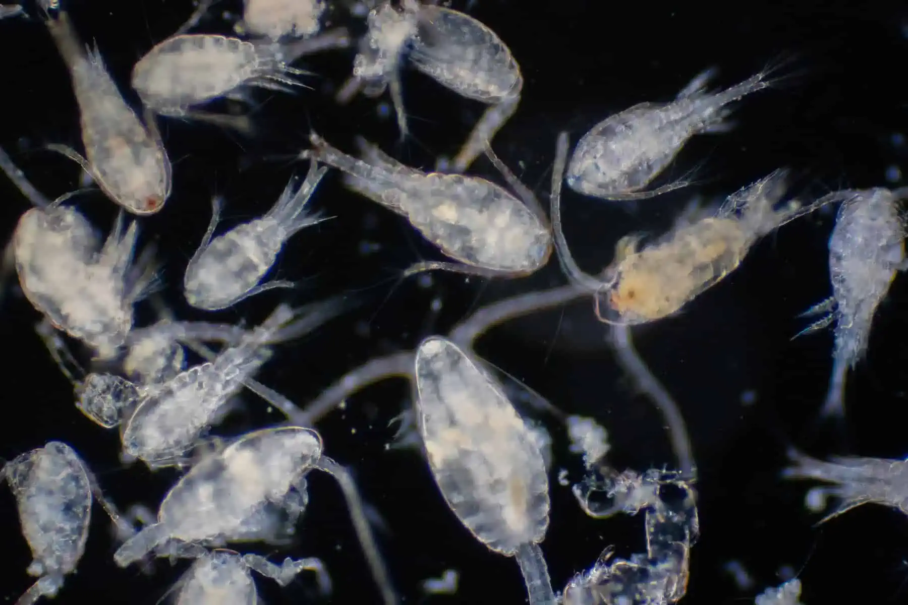 Copepods (Zooplankton) 