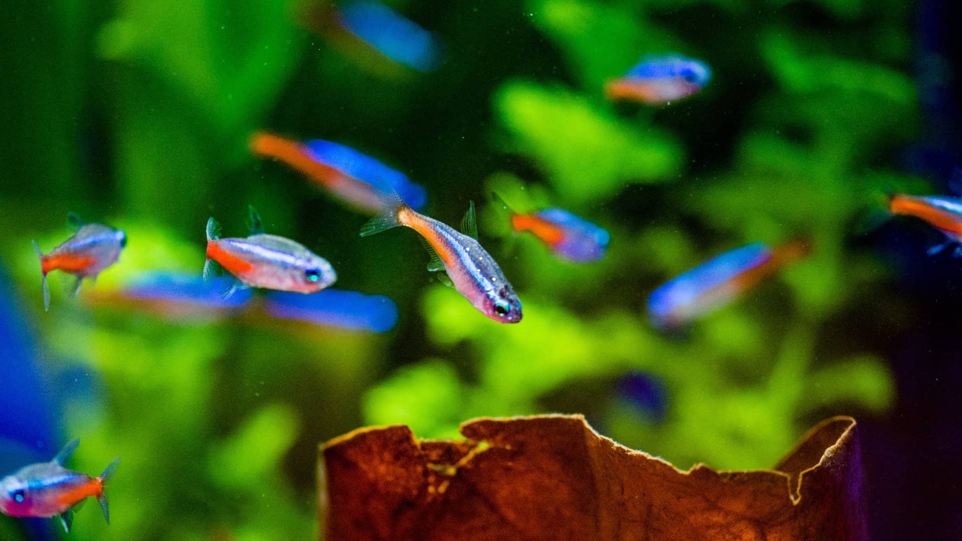 Neon Tetra White Spots