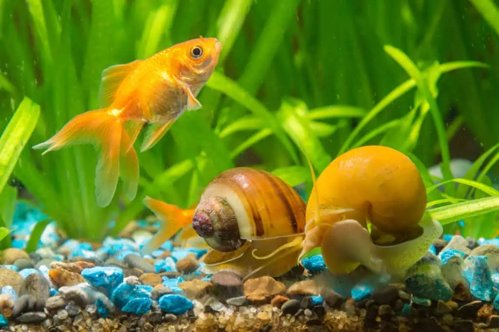 algae eaters with goldfish
