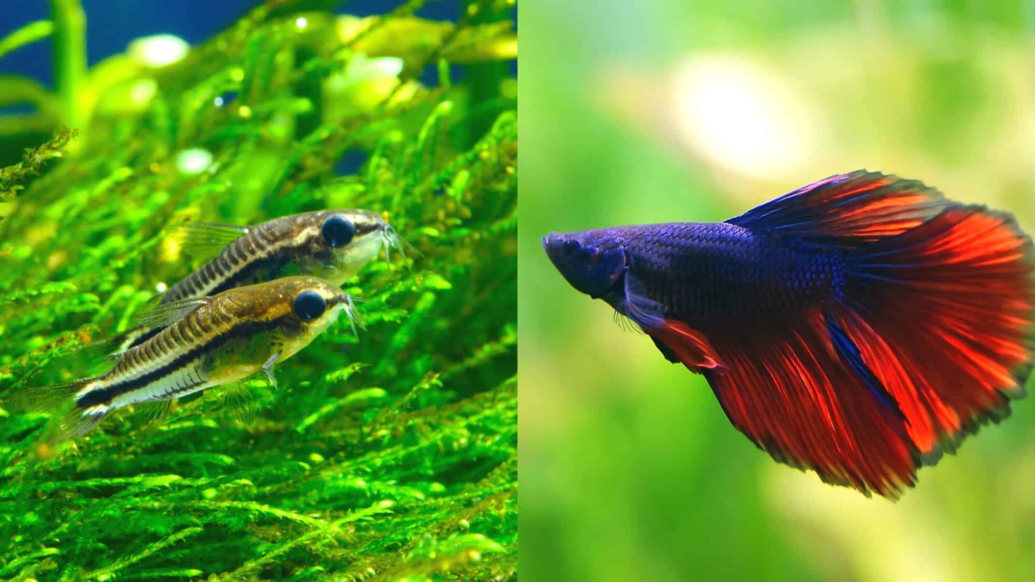 pygmy corydoras with betta