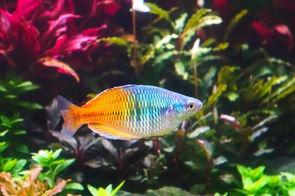 Are Rainbow Fish Aggressive