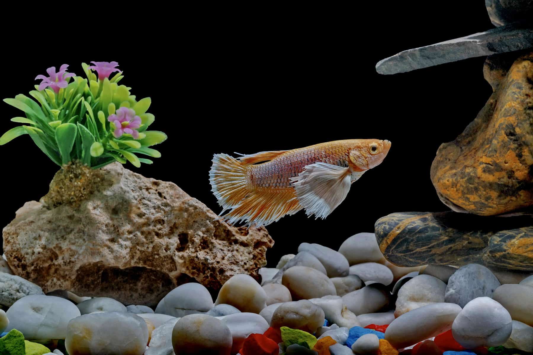 Betta Fish Toys