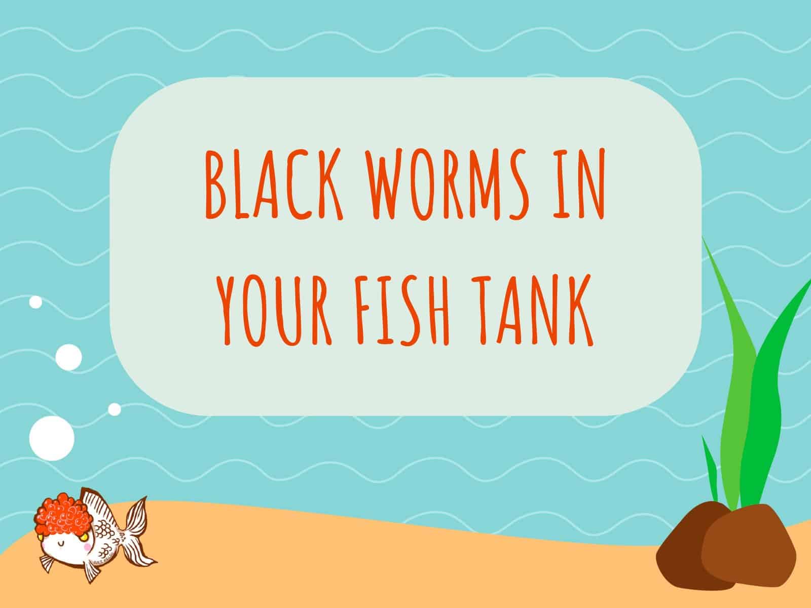 Black Worms in Fish Tank
