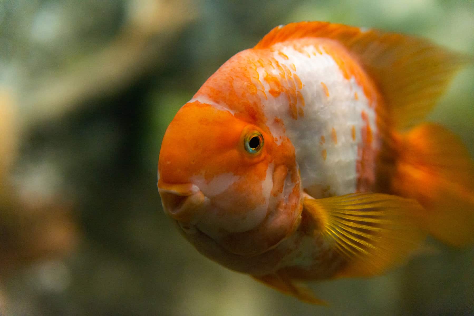 Do Fish Scales Grow Back? (+ Other FAQs) 2 Do Fish Scales Grow Back