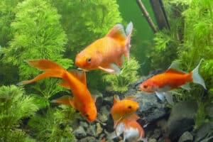 Goldfish Not Eating