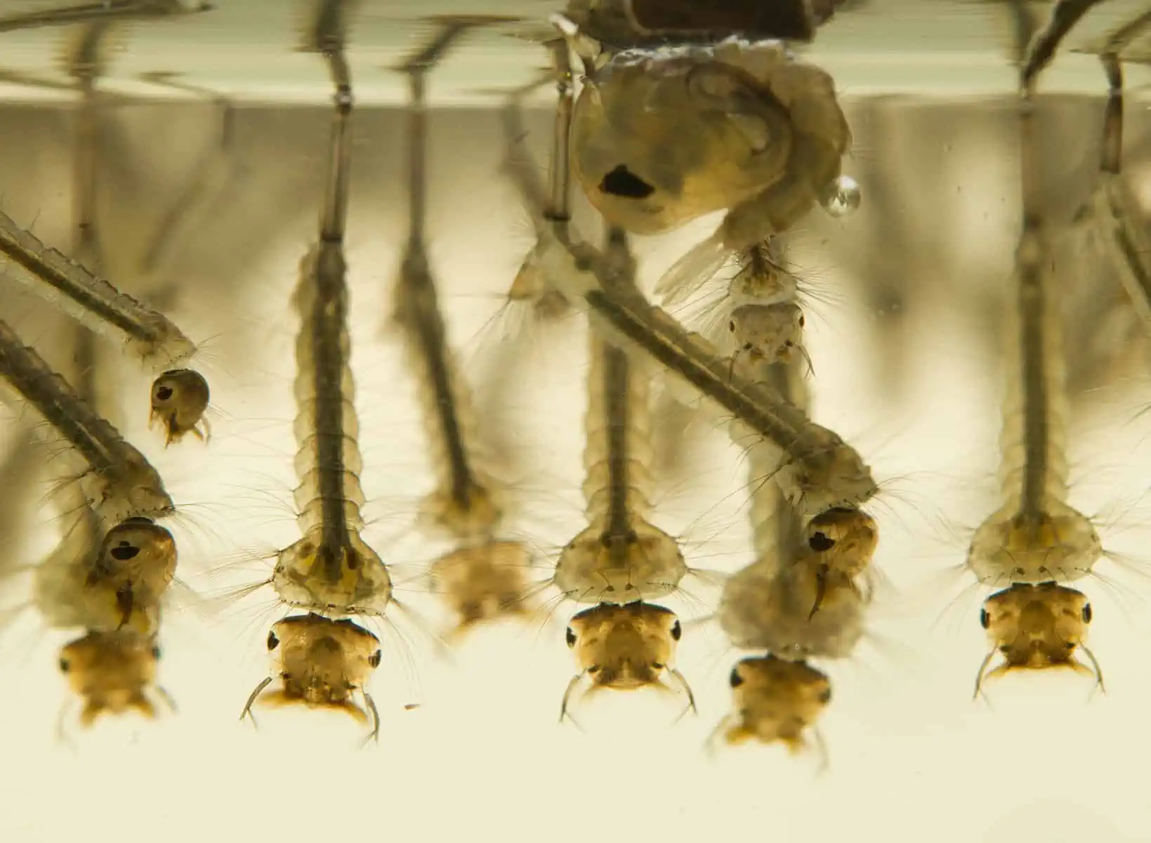 drain fly larvae in aquarium