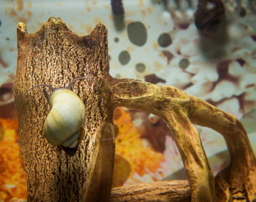 mystery snail shell rot