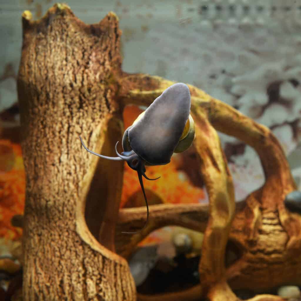 Sick Mystery Snails