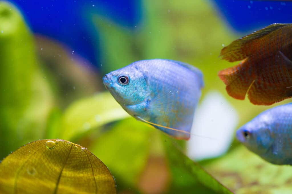 are gourami aggressive