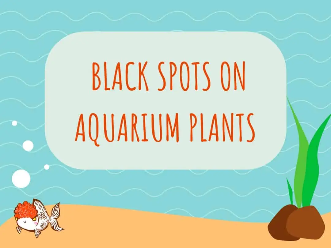 black spots on aquarium plants