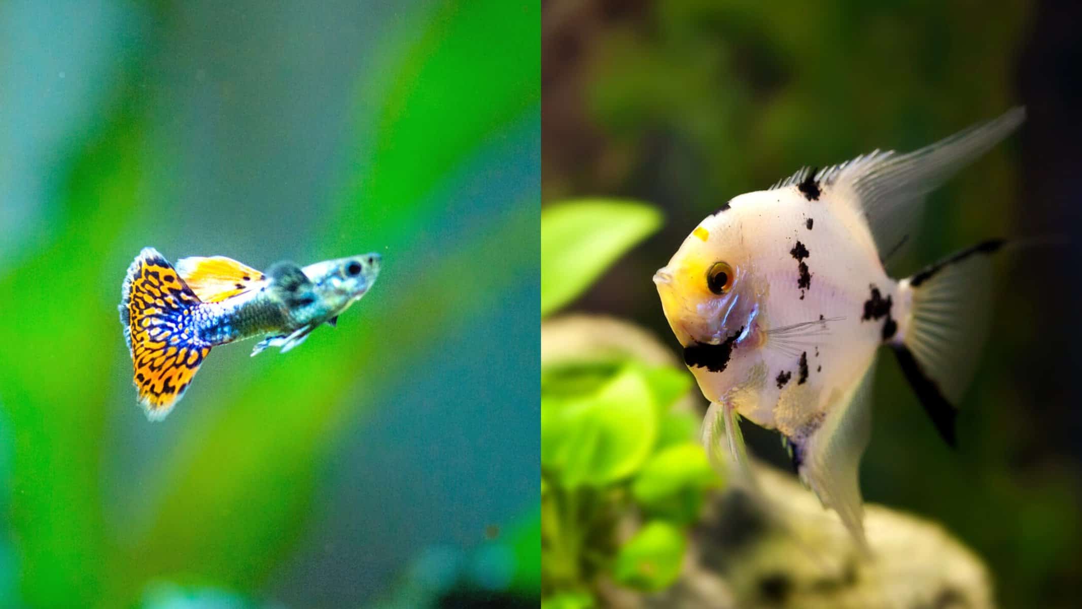 guppy and angelfish