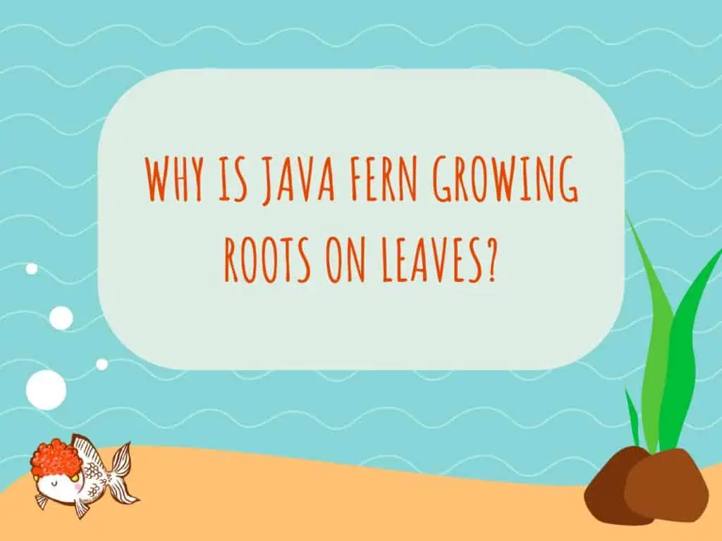 java fern growing roots on leaves