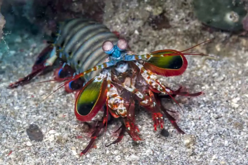 shrimp that can break glass