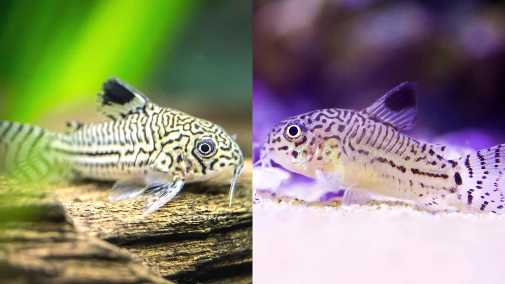 False Julii Cory vs Julii Cory