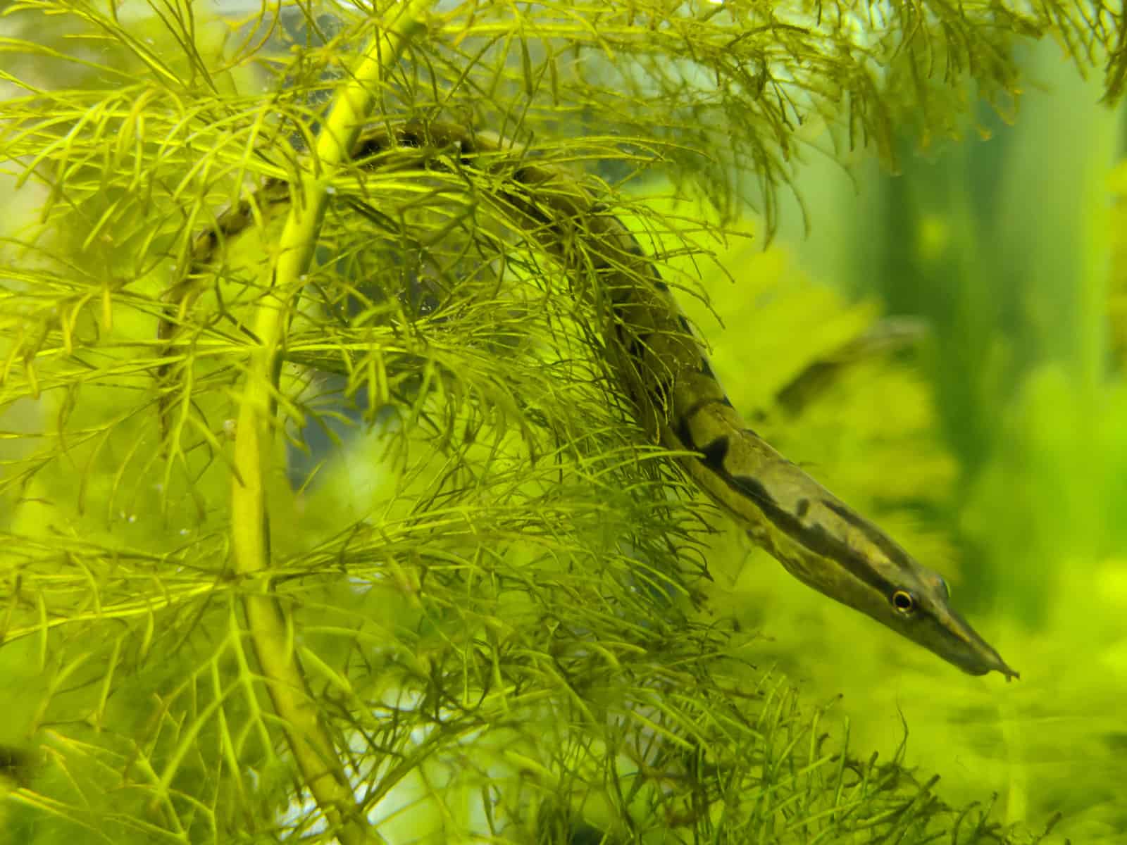 Tire Track Eels: Behavior, Habitat, and Care Tips 2 Tire Track Eels