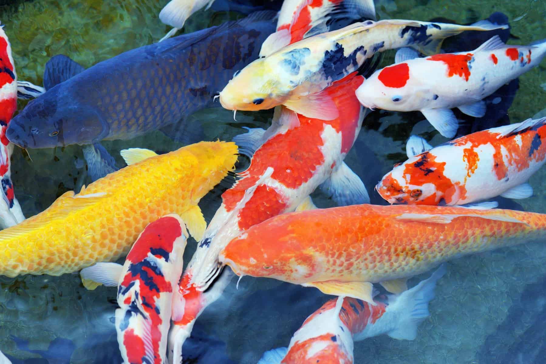 Types of Koi