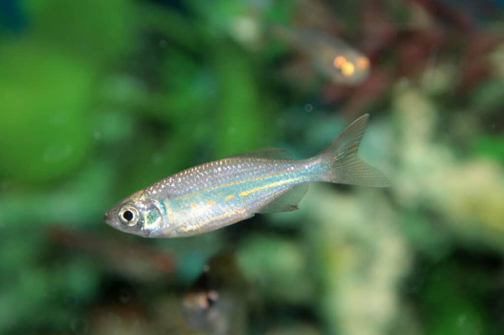 giant danio