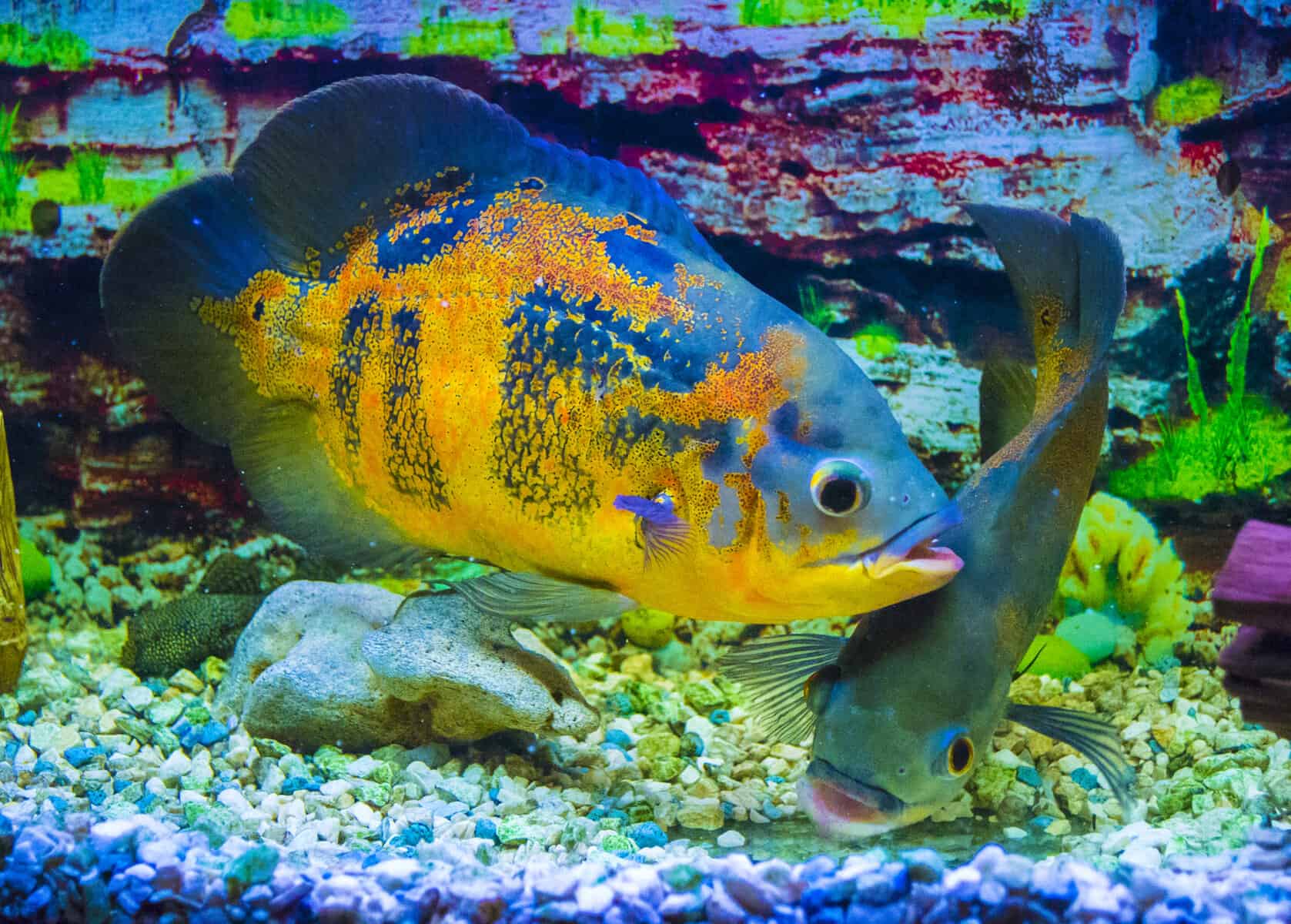 Is Your Oscar Fish Skin Peeling Off? – Causes and Solutions 2 oscar fish skin peeling off