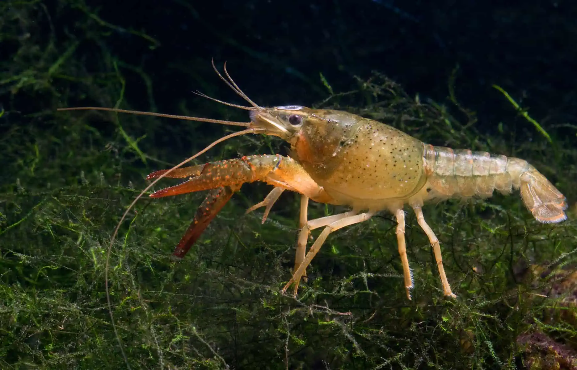Aquarium Crayfish