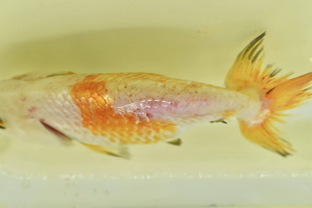 Goldfish Skin Peeling