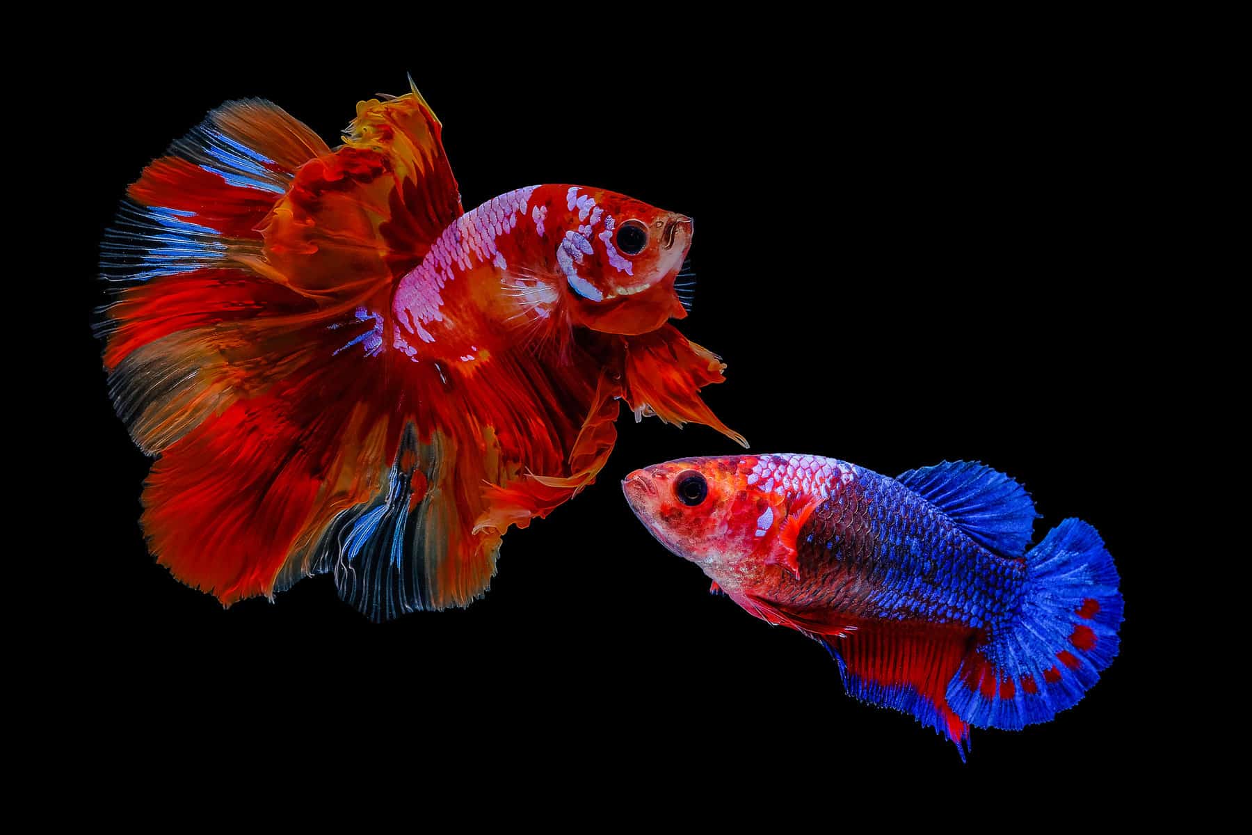 Male vs Female Betta