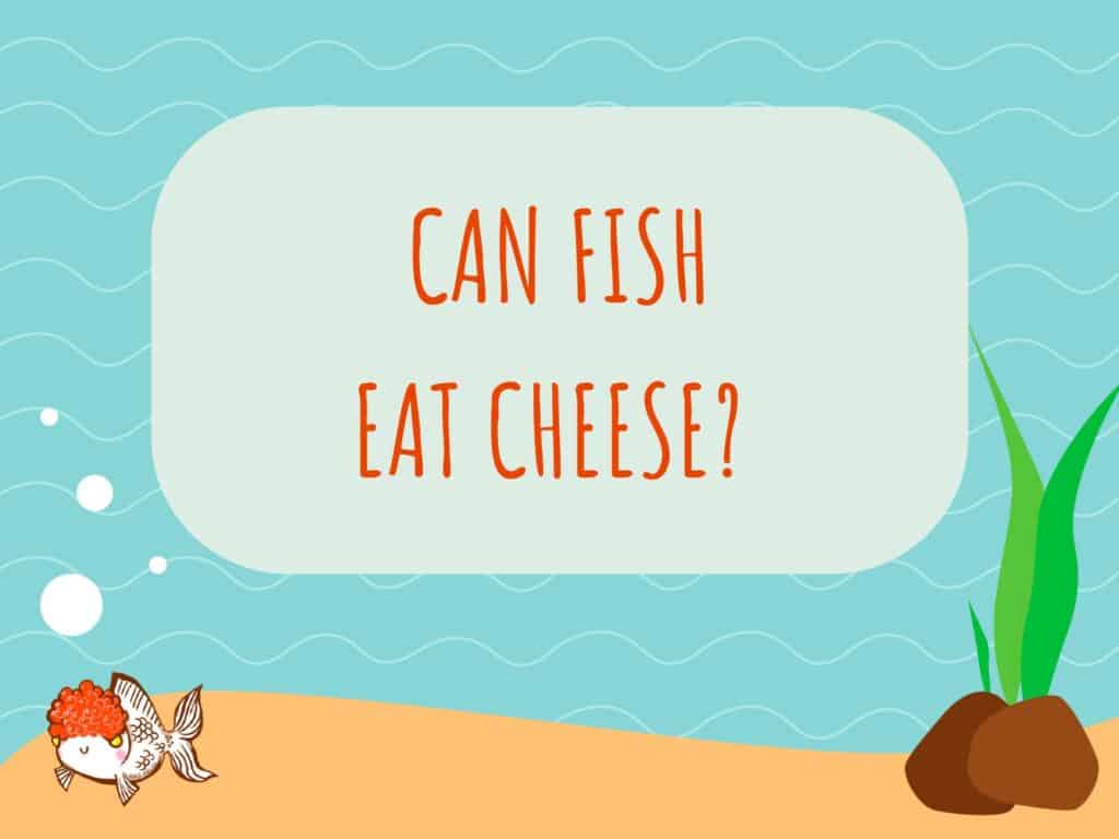 can fish eat cheese