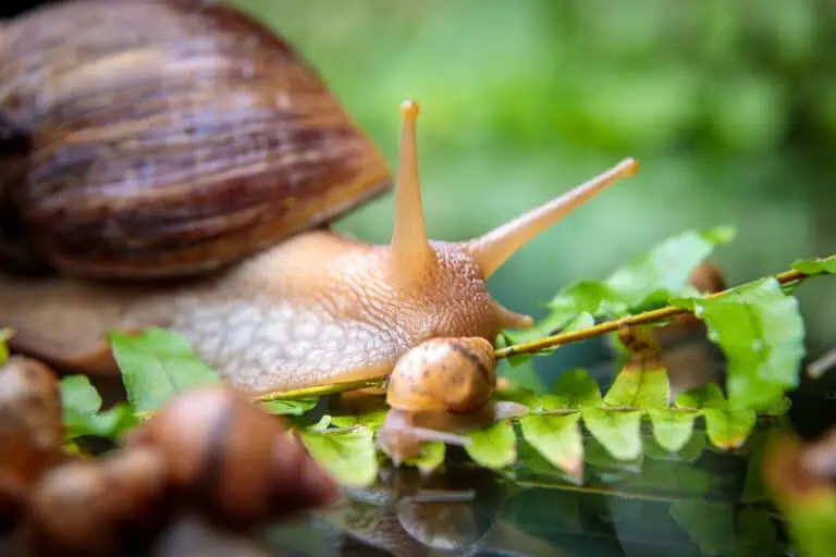 Do You Need to Acclimate Snails