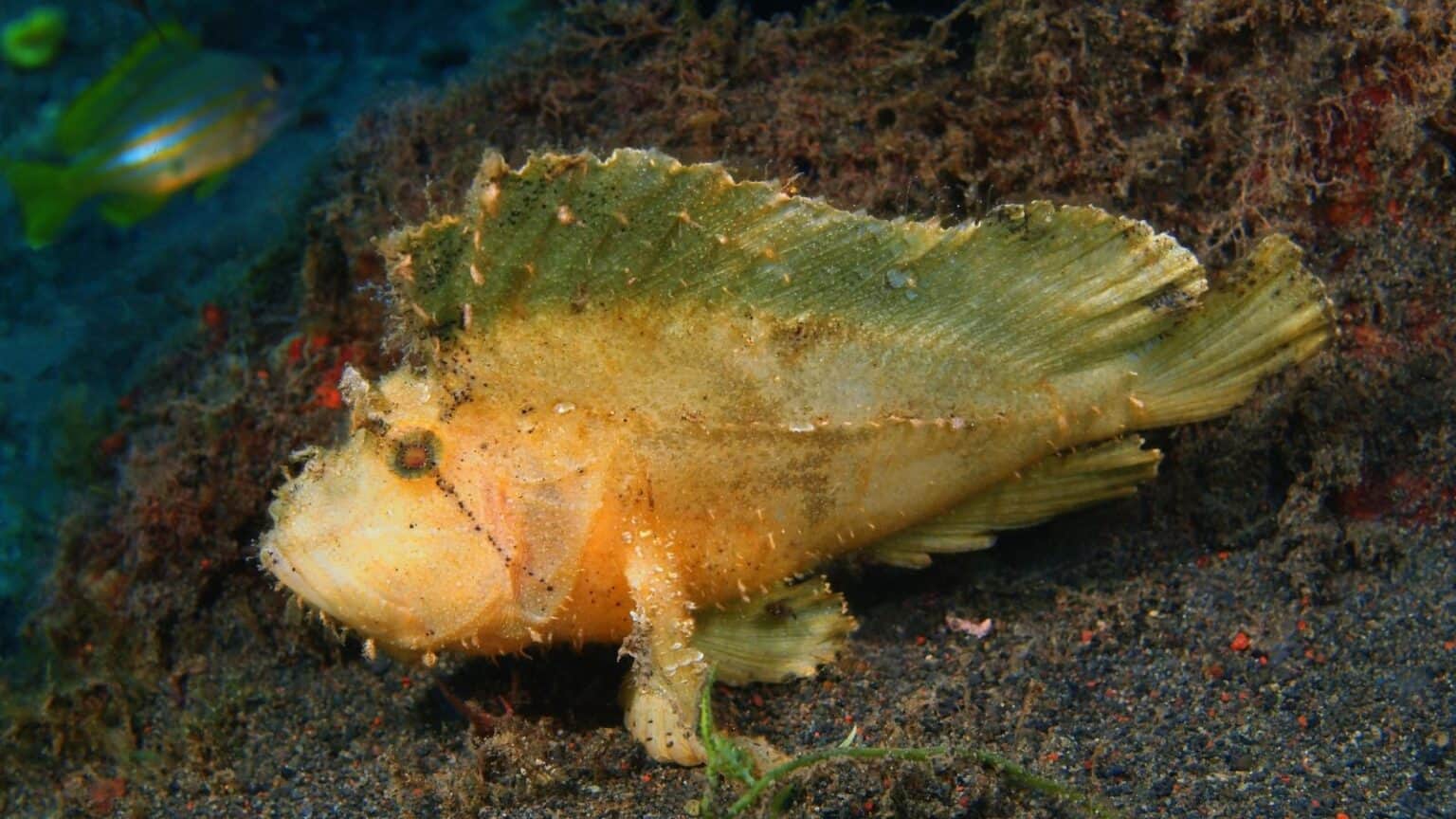 Fish With Teeth: Nature at Its Most Fascinating