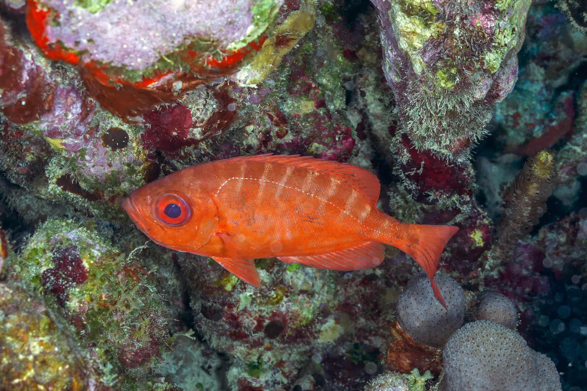 Bigeye Fish (Priacanthidae)