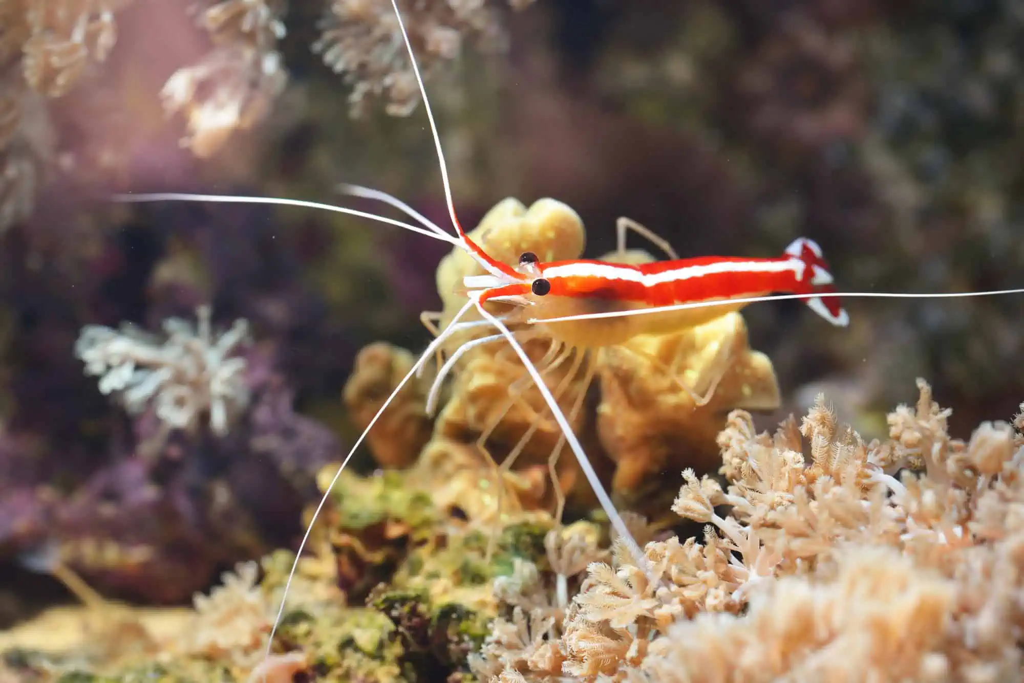 Cleaner Shrimp