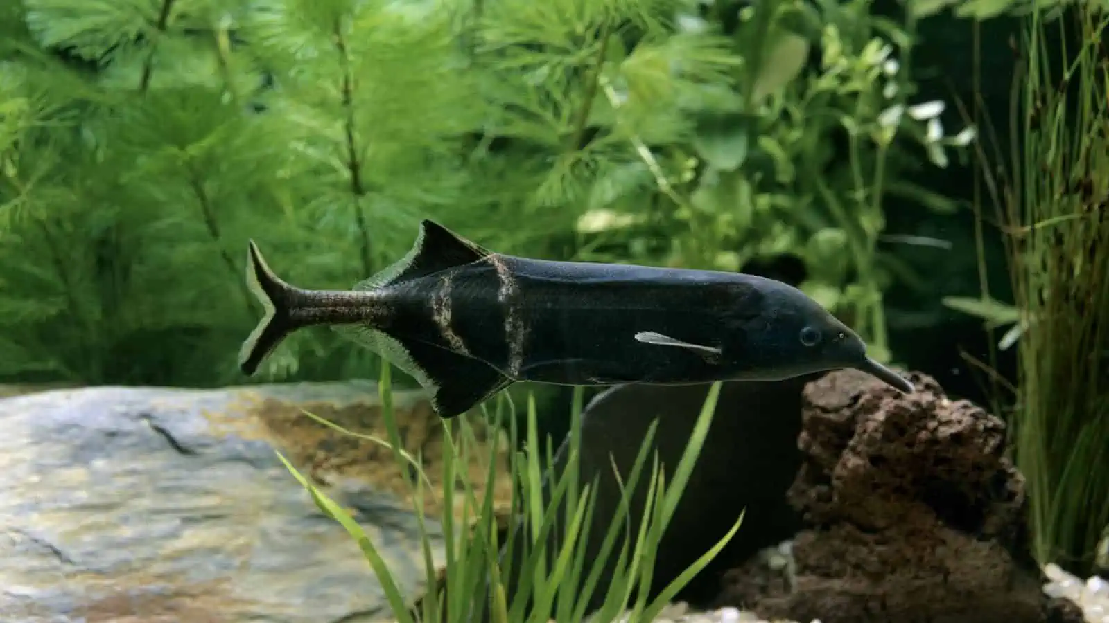 Elephant Nose Fish: Singular, Intelligent, and Challenging