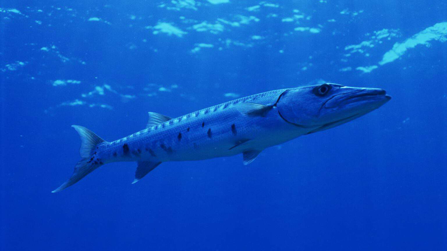 Baruda Fish Fish With Teeth: Nature at Its Most Fascinating
