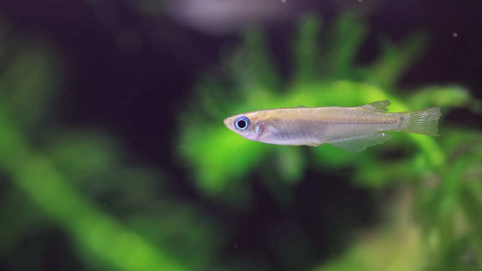 Japanese rice fish outlet care