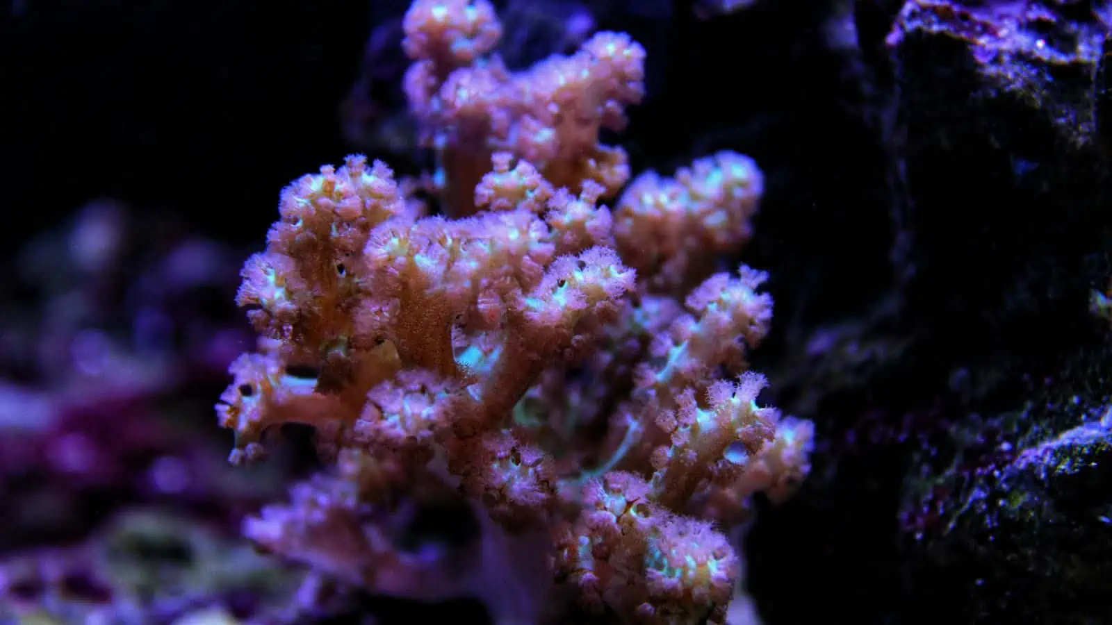 Kenya Tree Coral (AKA. Cauliflower Soft Coral)