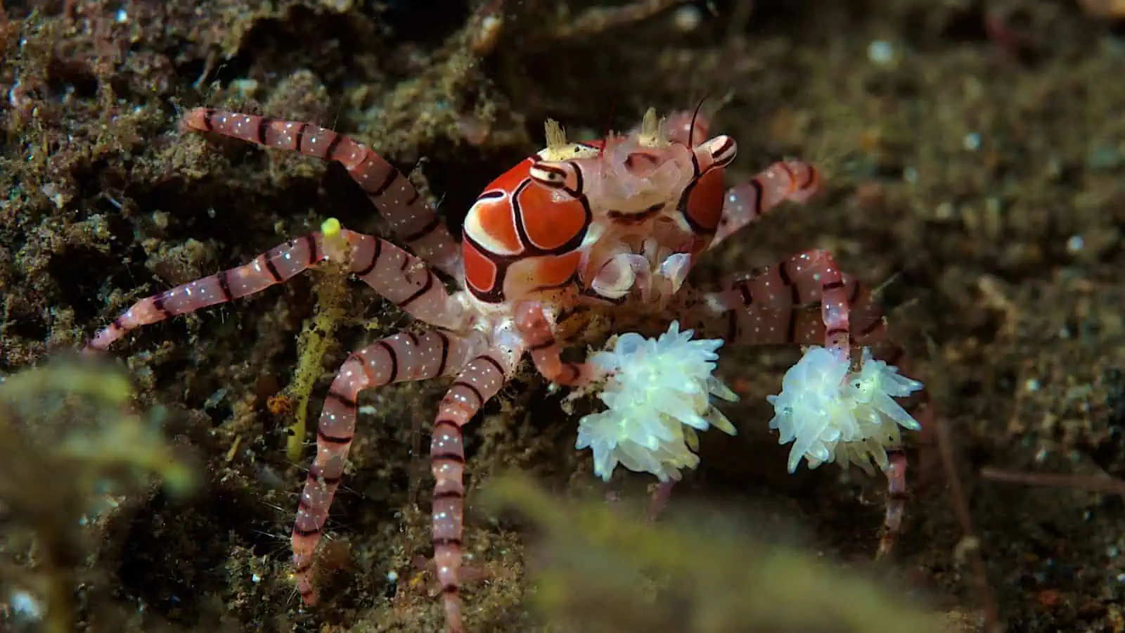 Pom Pom Crab