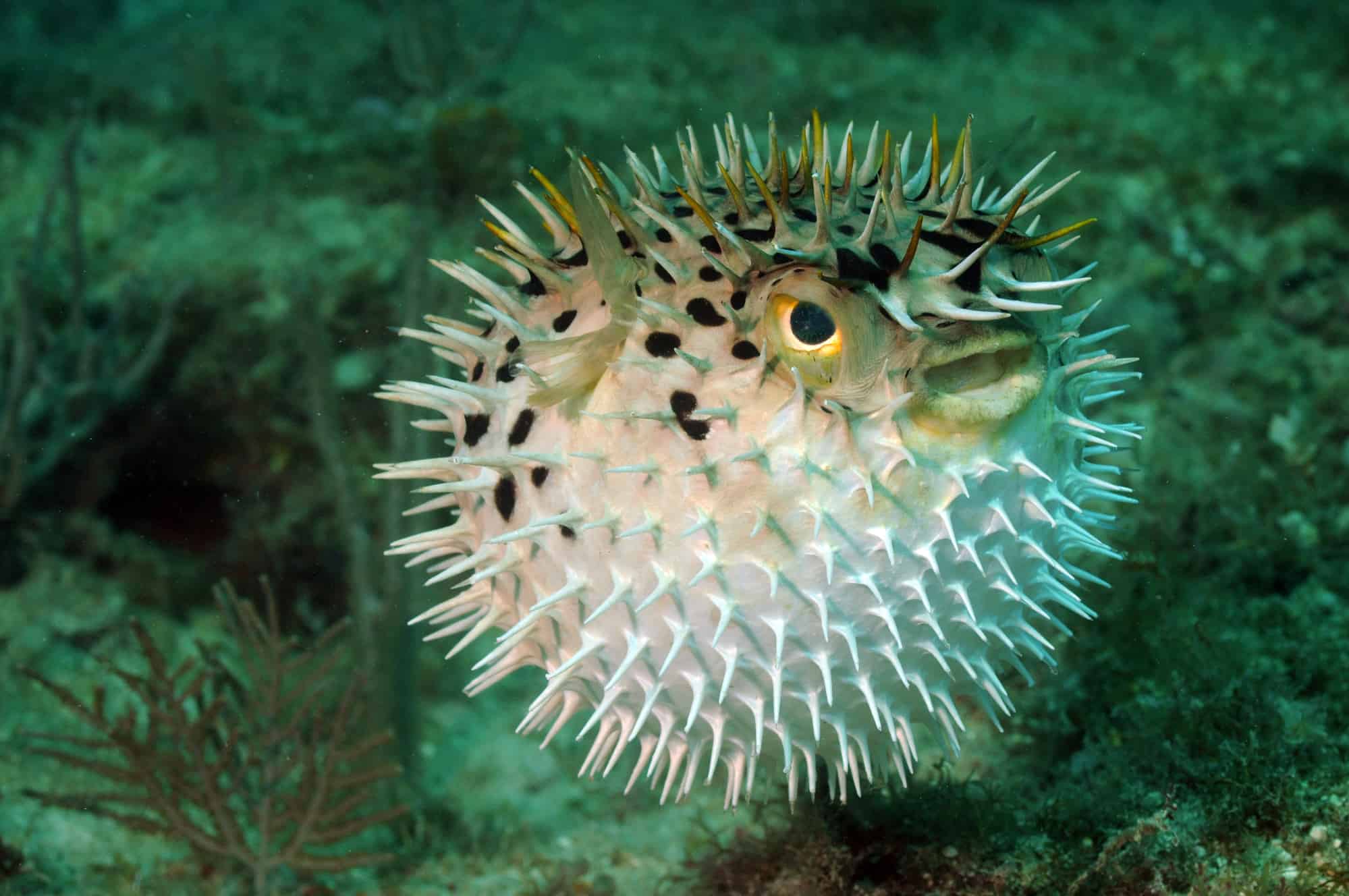 Puffer Fish Eggs Look Like Puffer Fish Eggs Look Like
