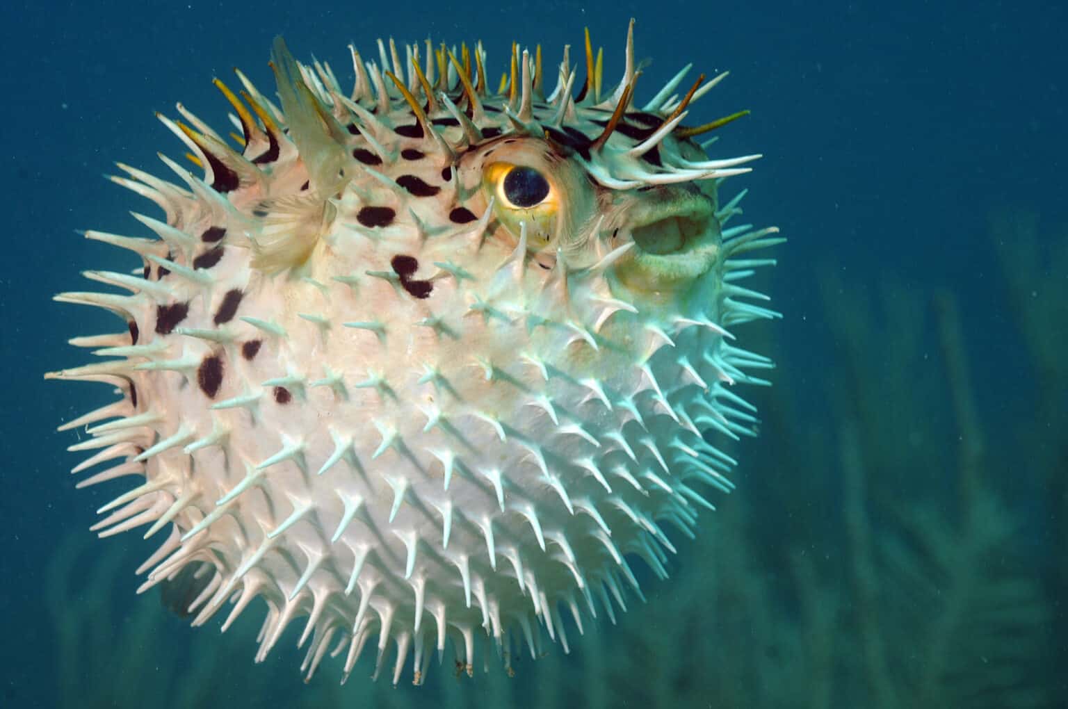 Fish With Teeth: Nature at Its Most Fascinating