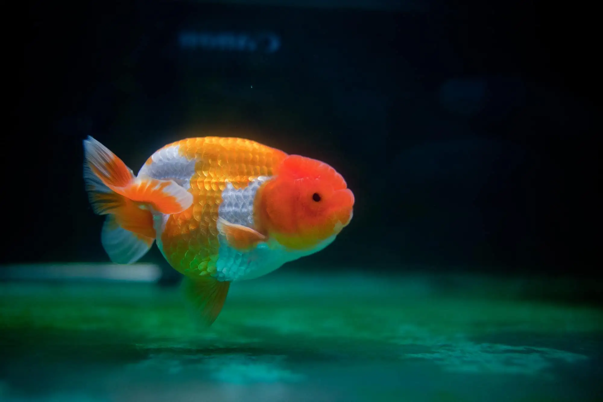 Ranchu Goldfish