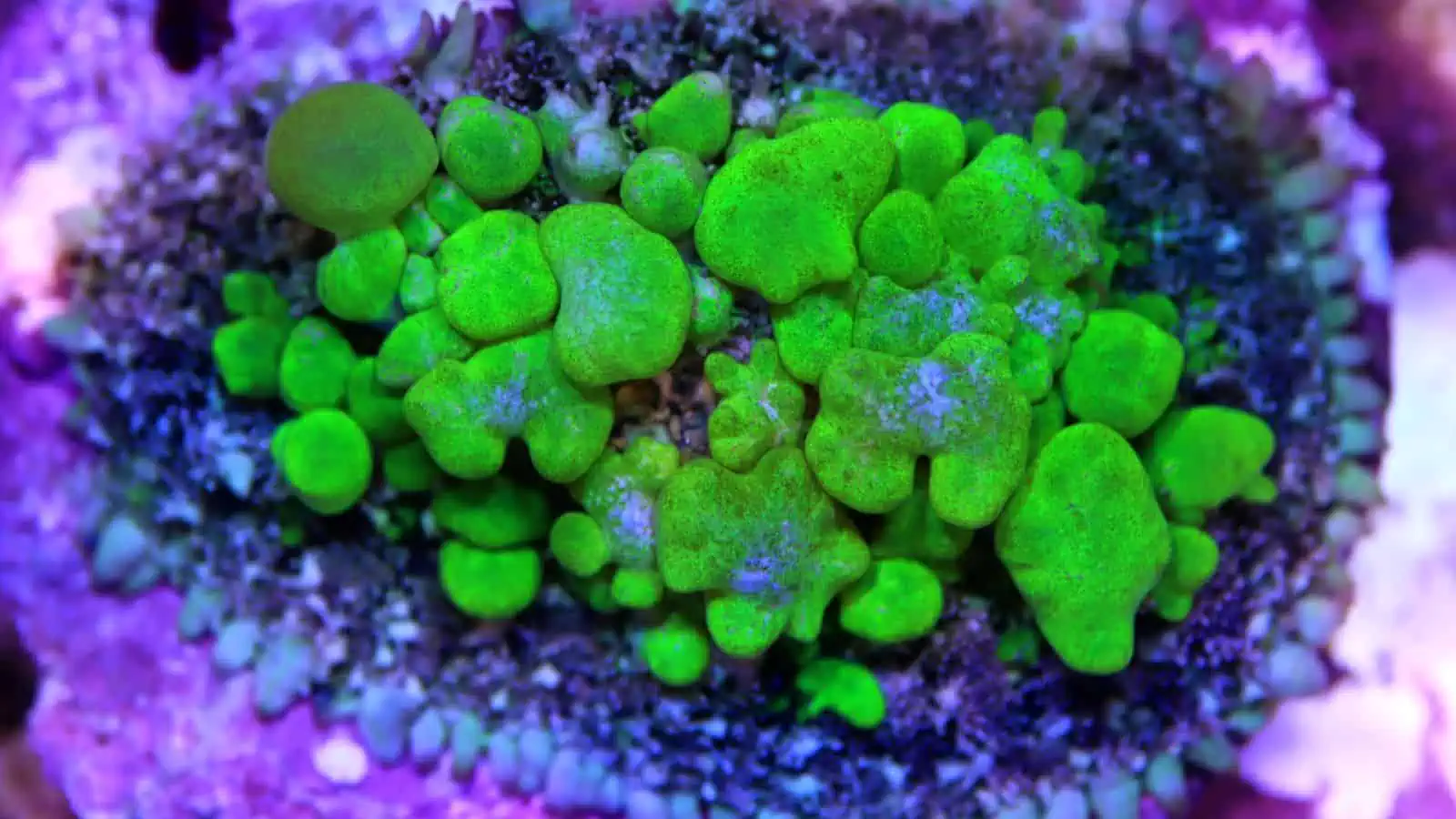 Rhodactis (Including Bounce Corals)