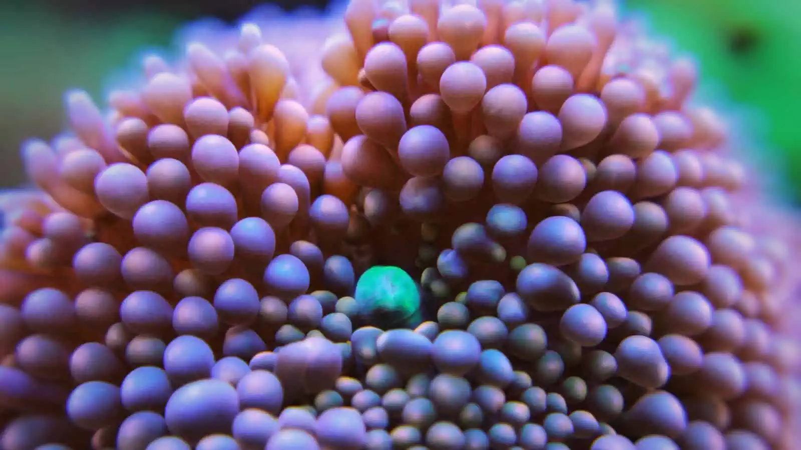 Ricordea Mushroom Corals