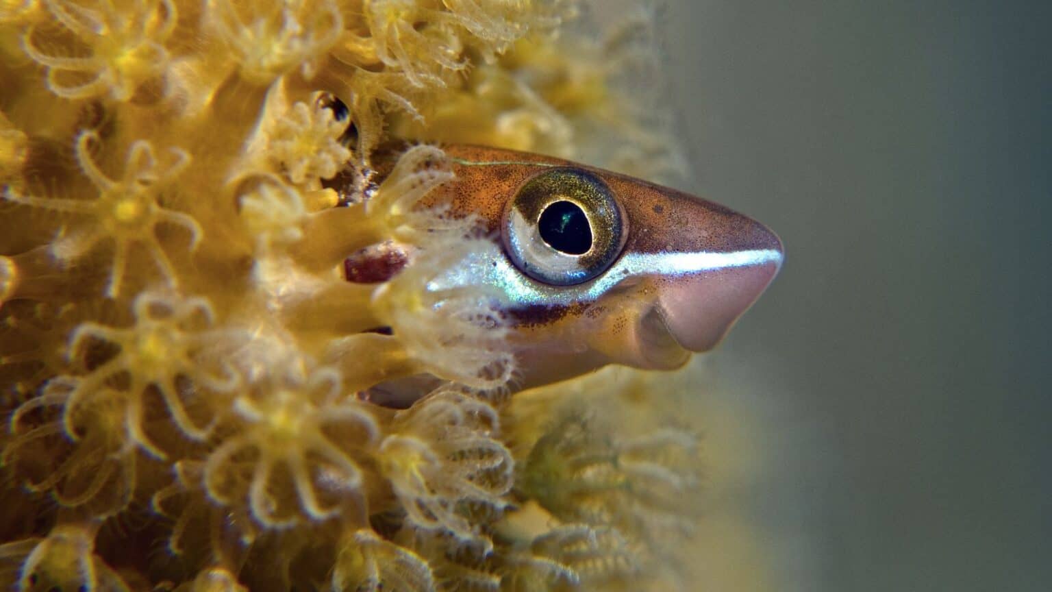 Fish With Teeth: Nature at Its Most Fascinating