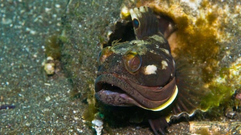 Fish With Teeth: Nature at Its Most Fascinating