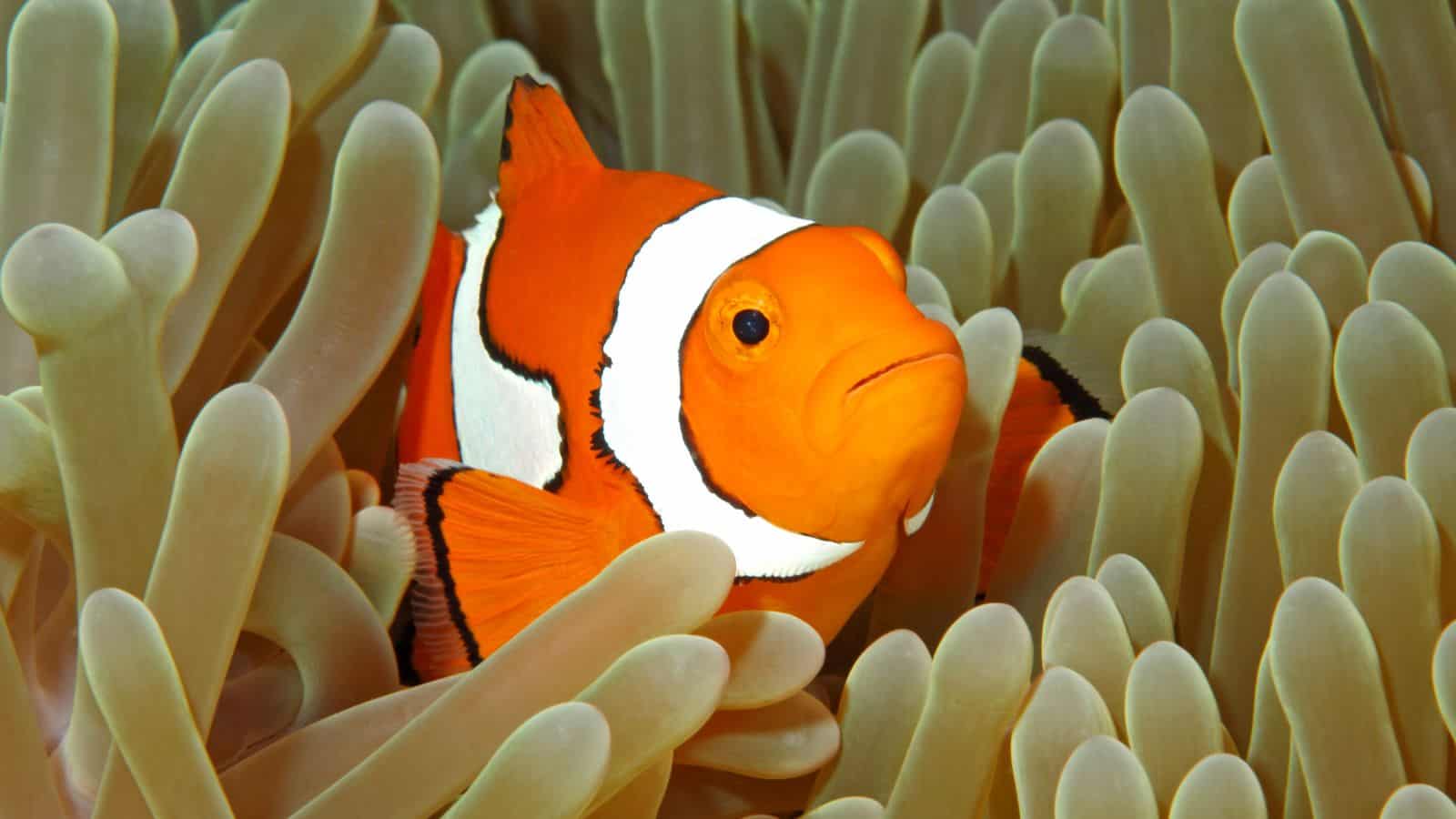 coral finding nemo