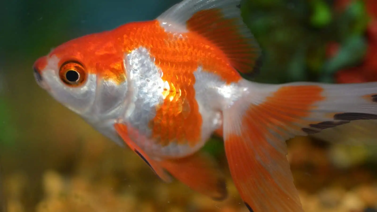 ryukin goldfish