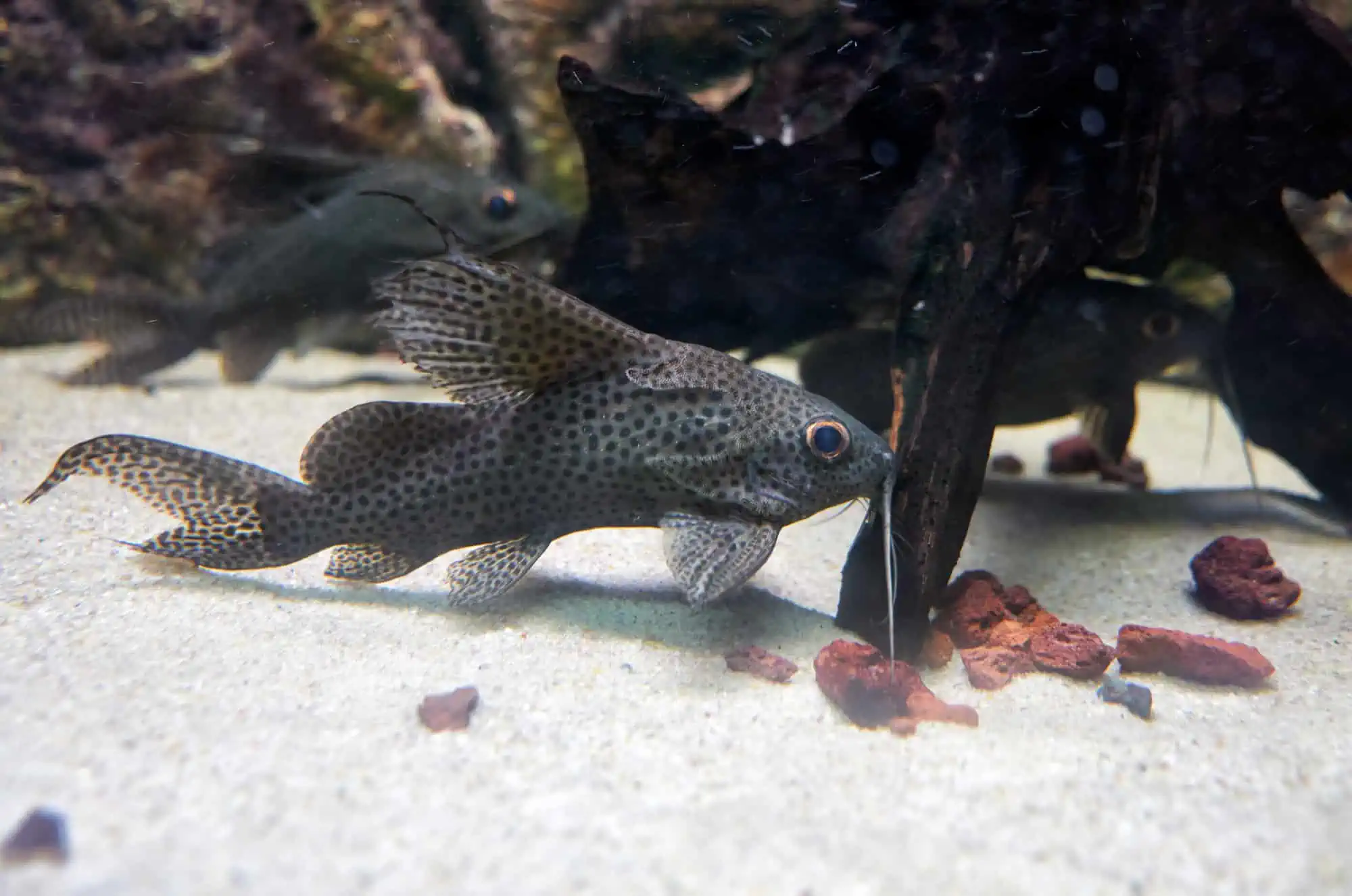 Inverted clearance aquarium kit