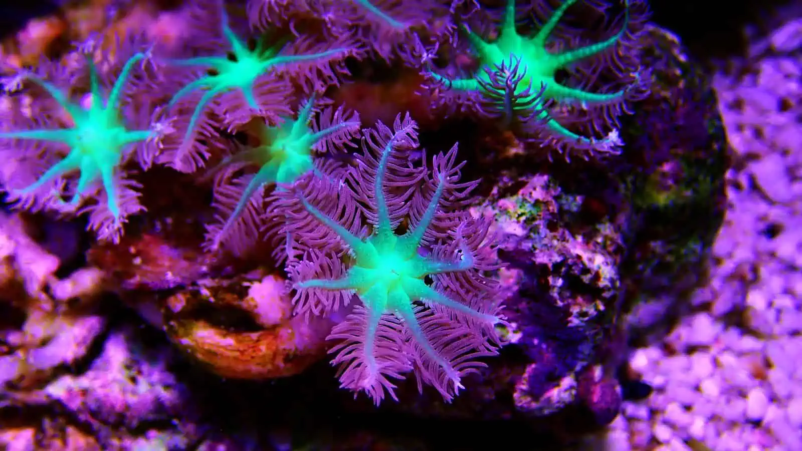 10 Soft Corals For Beginners FAQs 10 Soft Corals For Beginners FAQs