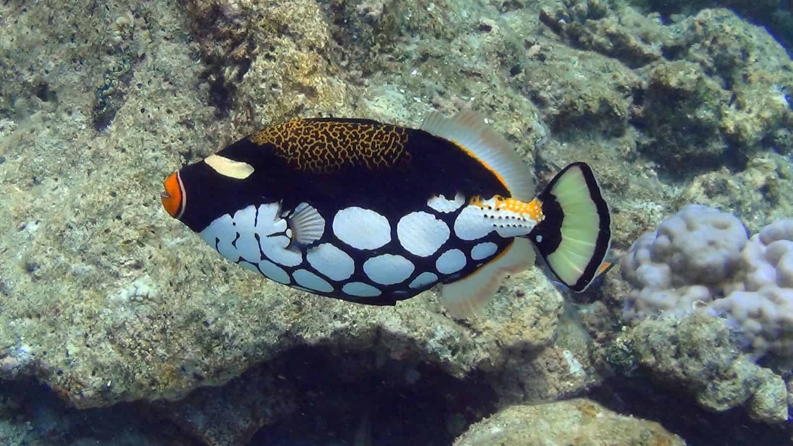 Clown Triggerfish