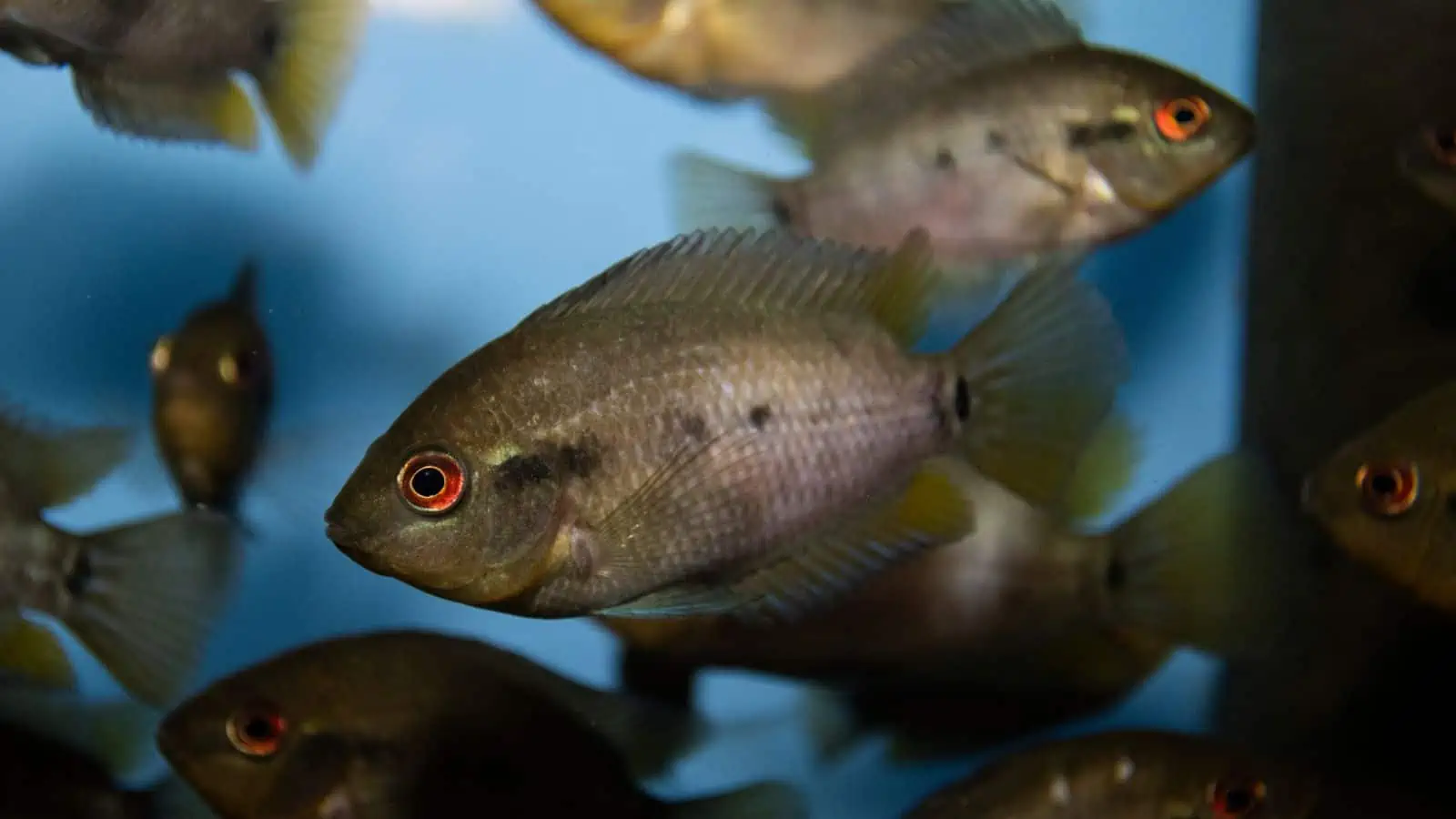 Rainbow Cichlid