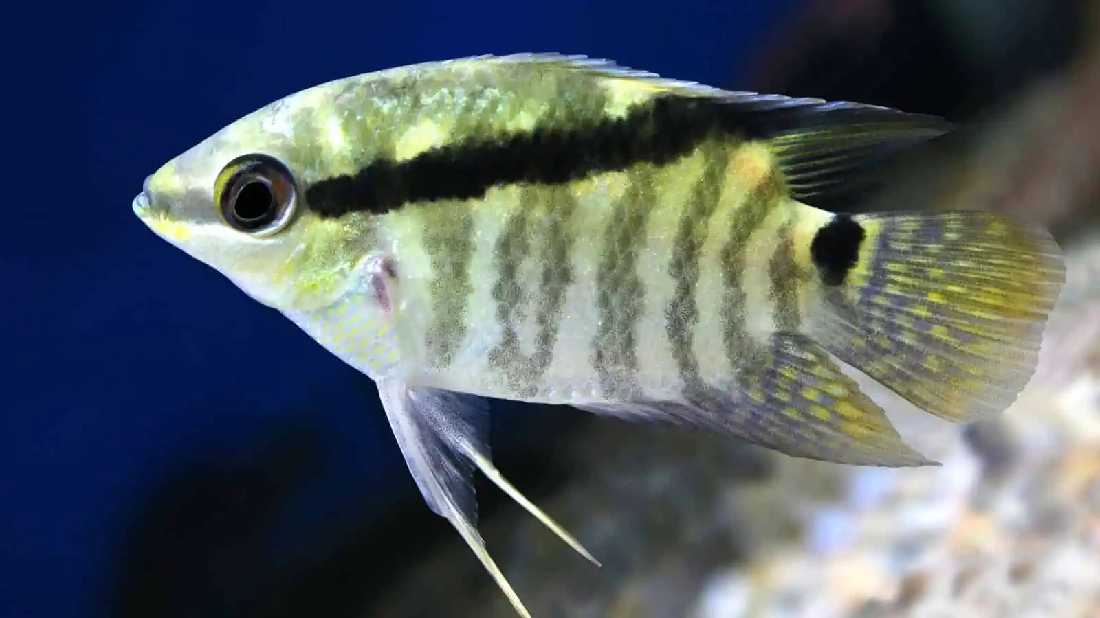 Festivum Cichlid